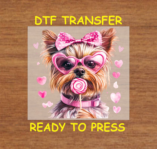 DTF transfer of a cute Yorkshire Terrier wearing heart-shaped pink glasses, a polka-dot bow, and holding a lollipop with pink hearts in the background for Valentine's Day.